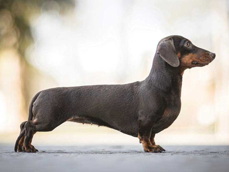 Can Dachshunds Swim? Discover The Truth &Amp; Tips You Need To Know 40 Dachshunds Swimming