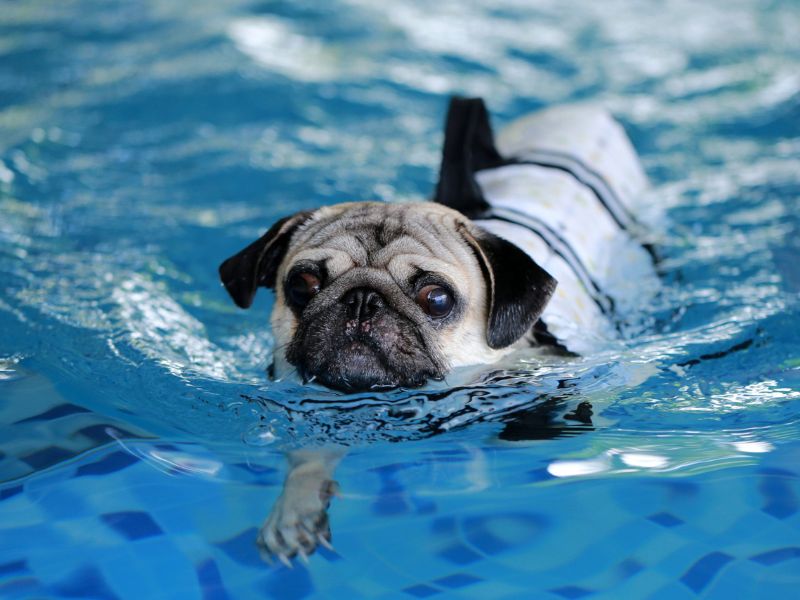 Can Dachshunds Swim? Discover The Truth &Amp; Tips You Need To Know 41 Can Dachshunds Swim