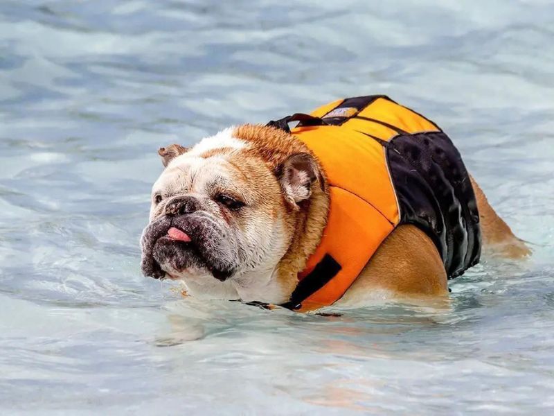 Can Dachshunds Swim? Discover The Truth &Amp; Tips You Need To Know 42 Can Dachshunds Swim