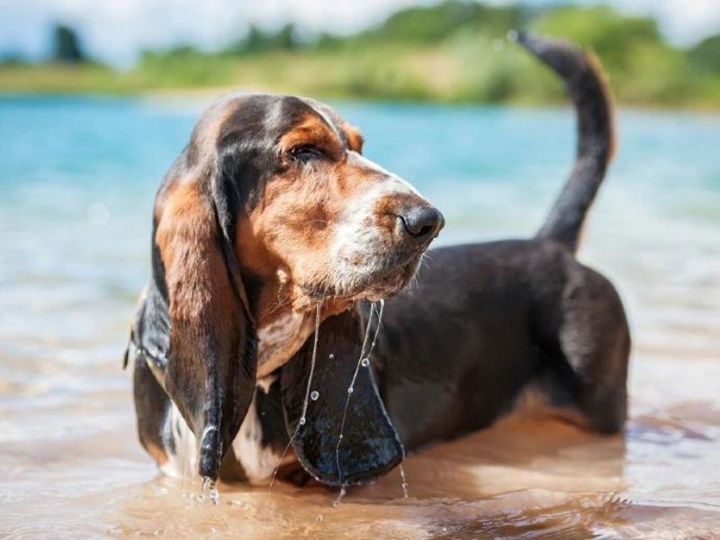 Can Dachshunds Swim? Discover The Truth &Amp; Tips You Need To Know 43 Canvas Personalized Beautiful You Fly Wall Art Decor