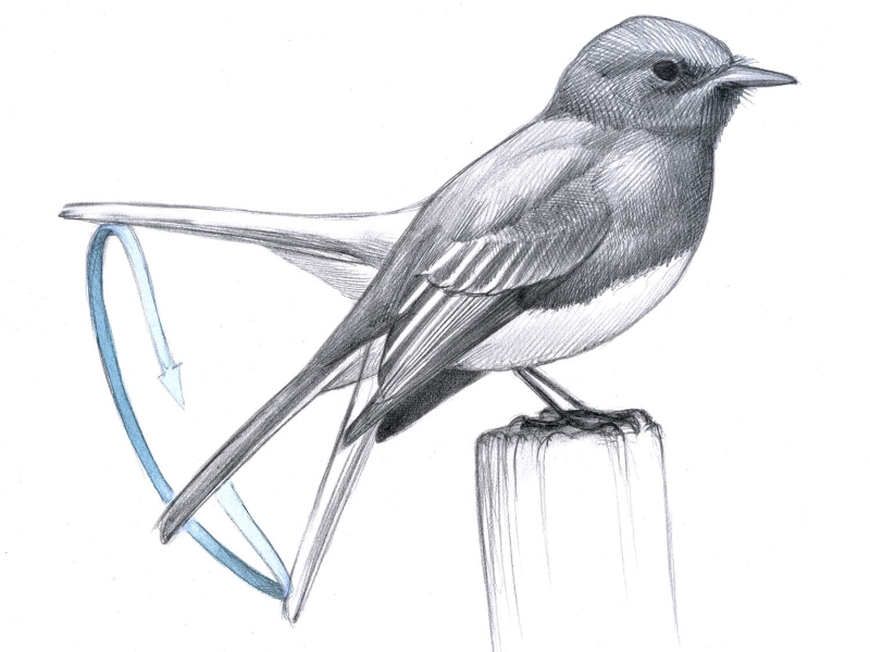 20 Signs Your Bird Trusts You &Amp; How To Strengthen Your Relationship 12 Your Bird Likes Wagging Tail To Show Bird'S Excitement