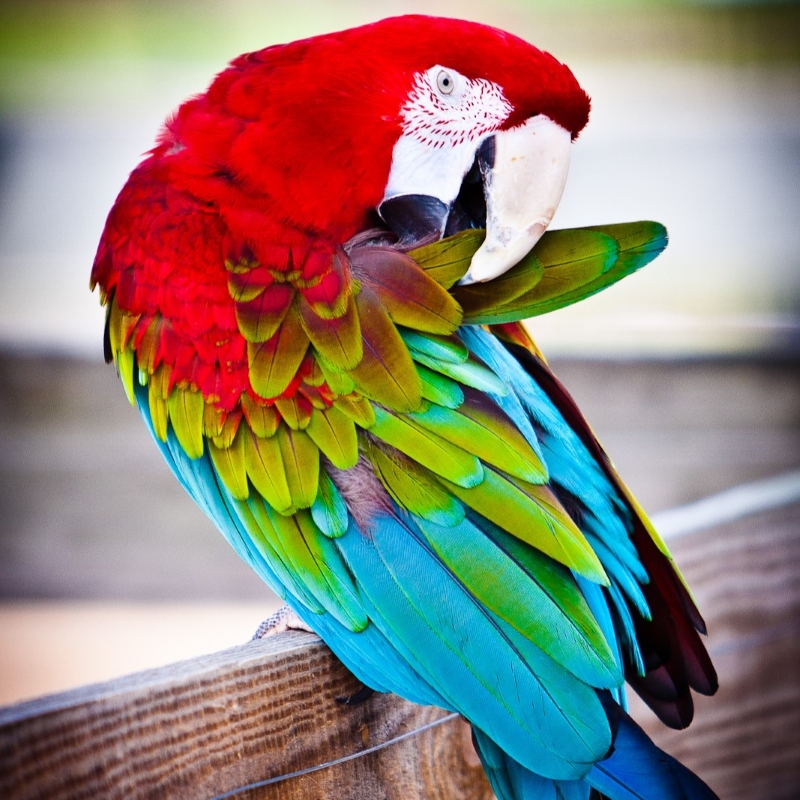 20 Signs Your Bird Trusts You &Amp; How To Strengthen Your Relationship 14 Many Parrots Are Preening Themself