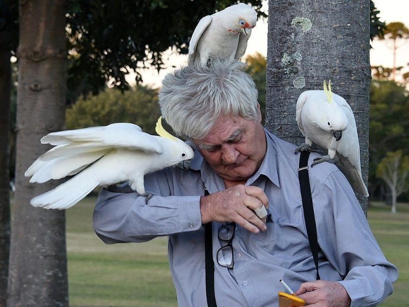 20 Signs Your Bird Trusts You &Amp; How To Strengthen Your Relationship 20 Pet Birds Closely Bonded With Their Owner Is Good Sign