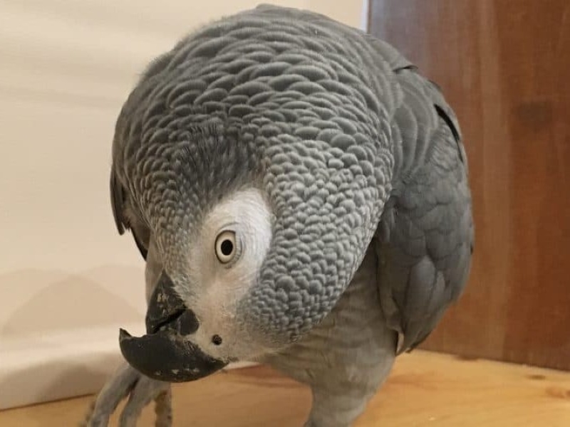 20 Signs Your Bird Trusts You &Amp; How To Strengthen Your Relationship 17 African Greys - Bowing Their Heads To You Parrots Body Language