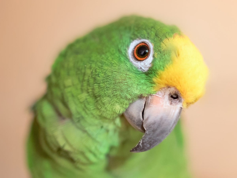 20 Signs Your Bird Trusts You &Amp; How To Strengthen Your Relationship 18 Eye Contact Calling Is A Common Practice Employed By Parrots