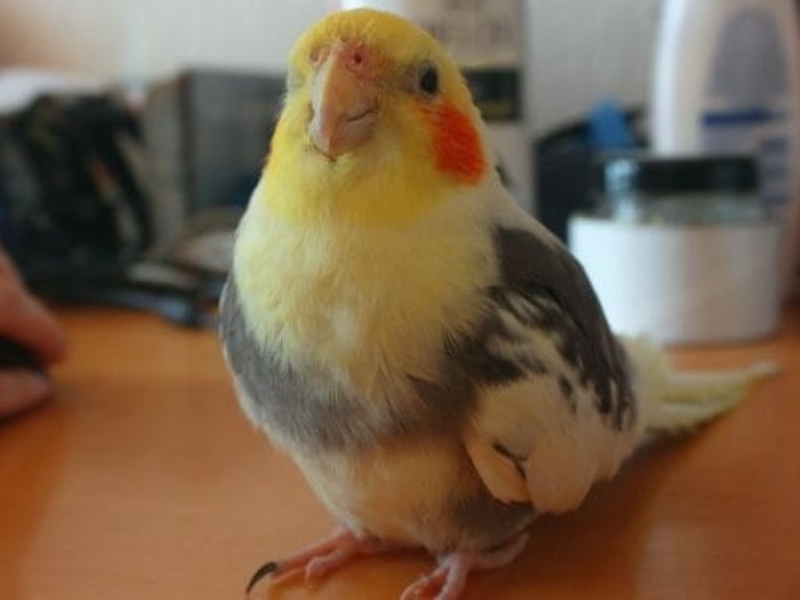 20 Signs Your Bird Trusts You &Amp; How To Strengthen Your Relationship 19 Adult Birds Cockatiels Make Eye Contact
