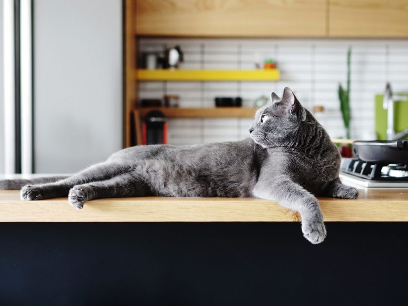 train a cat to stay off counters