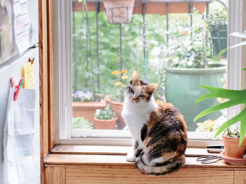 How to Clicker Train a Cat to Stay Off Counters