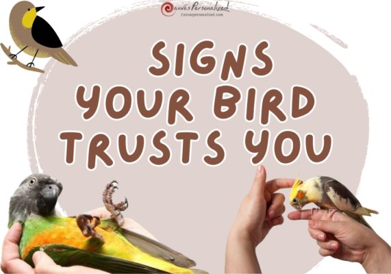 Signs Your Bird Trusts You
