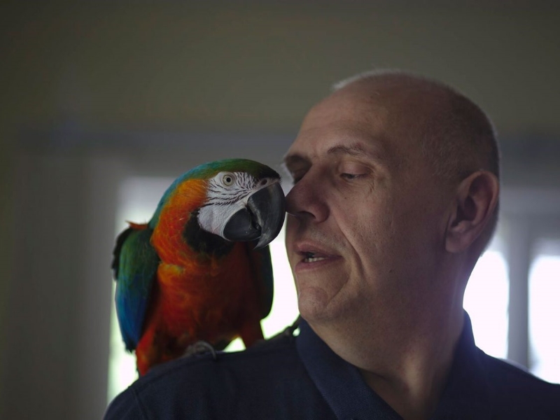 20 Signs Your Bird Trusts You &Amp; How To Strengthen Your Relationship 16 Relaxed Posture Without Any Aggressive Behavior Or Territorial Behavior
