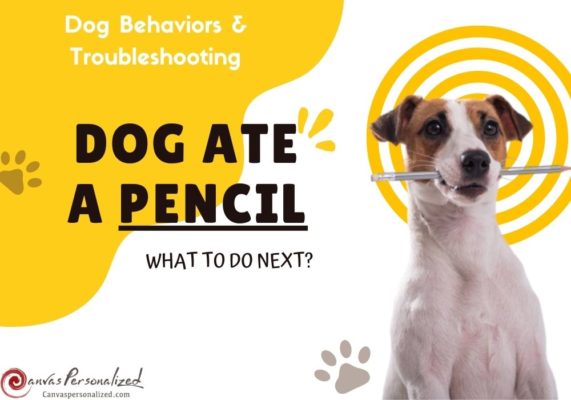 My Dog Ate A Pencil? Here'S What To Do Next To Keep It Safe