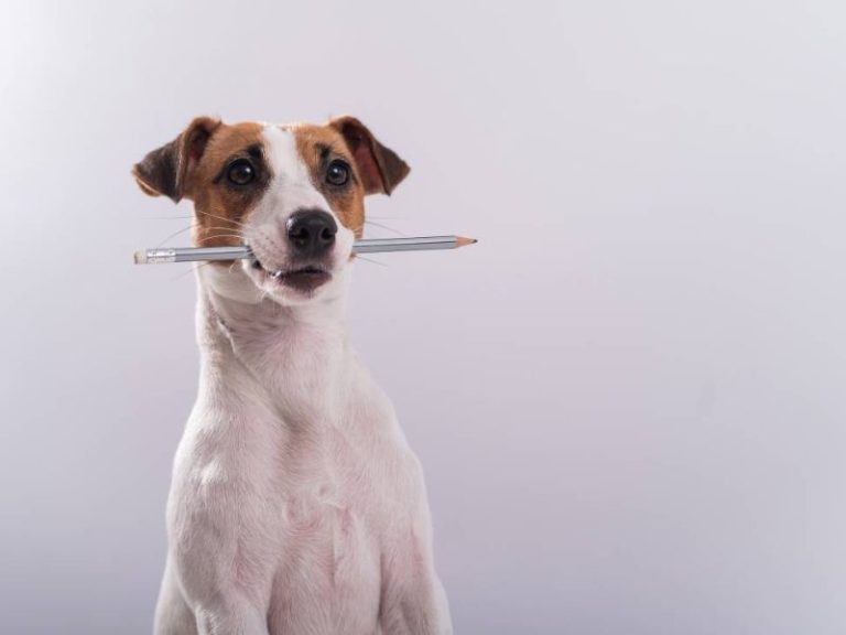 Why My Dog Ate A Pencil? Here's What To Do Next To Save Him