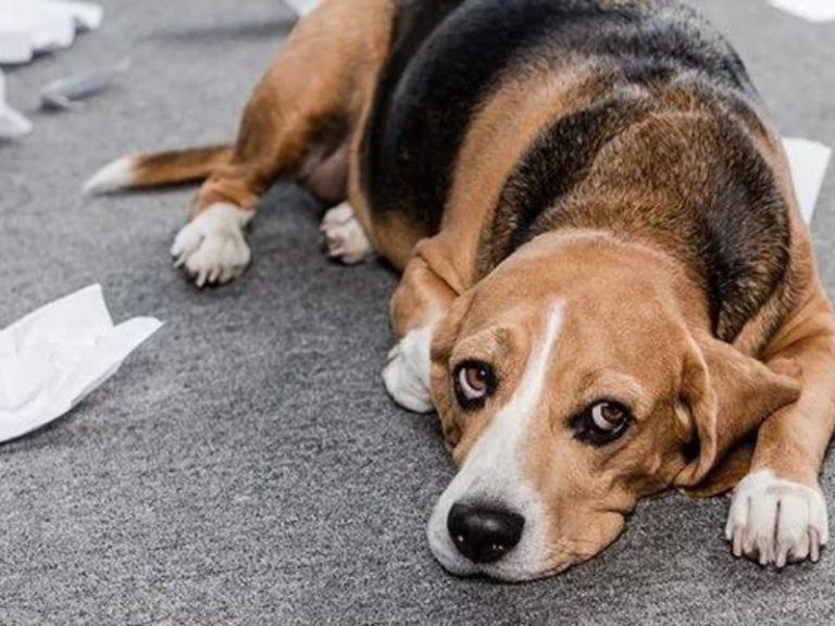 Why My Dog Ate A Pencil? Here's What To Do Next To Save Him