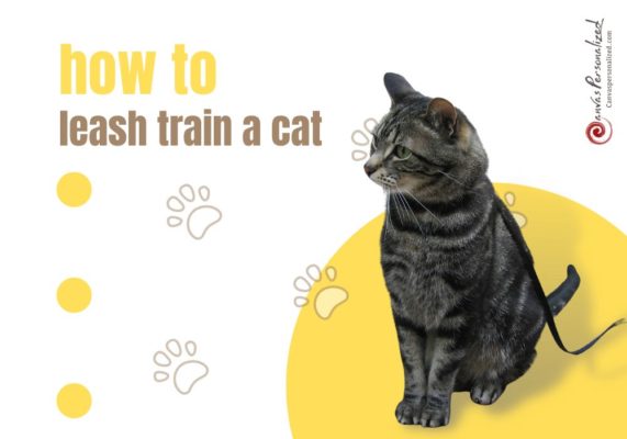 How To Leash Train A Cat