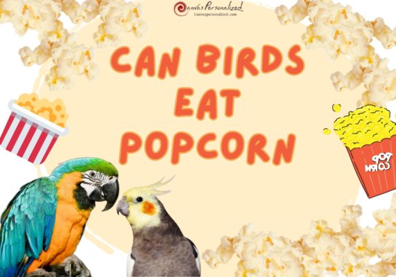 Can Birds Eat Popcorn