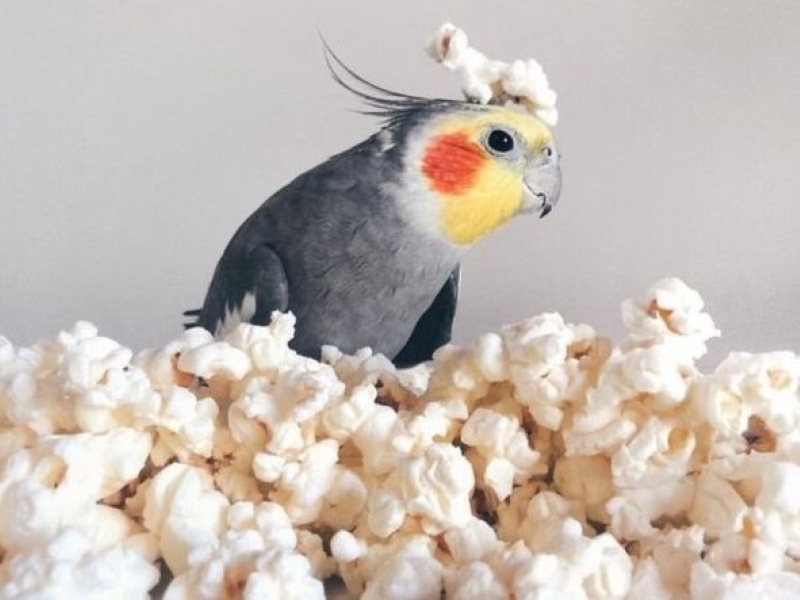 Can Birds Eat Popcorn? - Healthy Pet Bird Diet Advice &Amp; Tips 12 Birds Enjoy Eating Popcorn