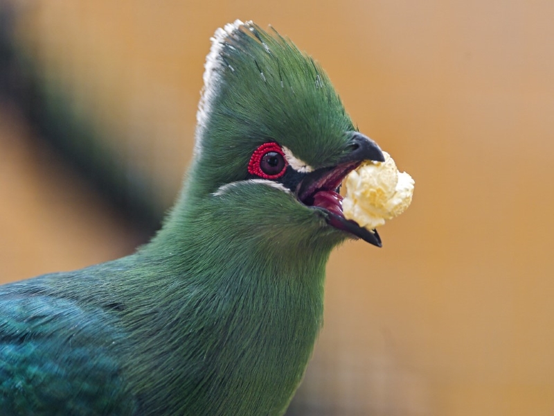 Can Birds Eat Popcorn? - Healthy Pet Bird Diet Advice &Amp; Tips 13 Wild Birds Eat Popcorn