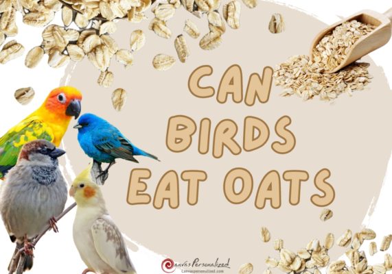 Can Birds Eat Oats
