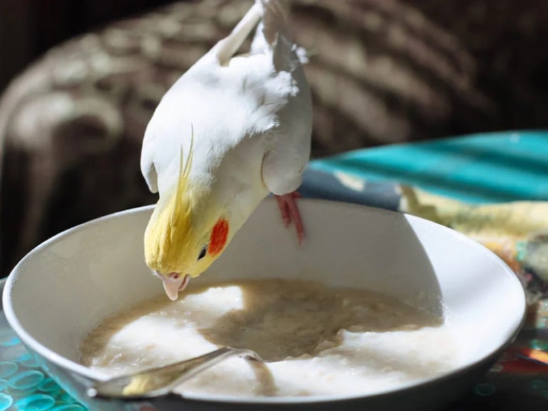 Can Birds Eat Oats? Healthy Pet Bird Feeding Guide 11 Are Oats Bad For Birds
