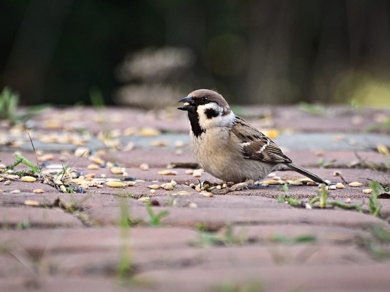 Can Birds Eat Oats? Healthy Pet Bird Feeding Guide 7 Can Birds Eat Oats With Grease