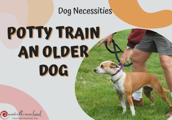6 Easy Steps &Amp; Tips For Successfully Potty Training An Older Dog