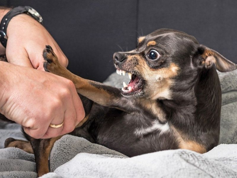 How To Calm Down A Dog: 19 Effective Ways &Amp; Tips Must-Try 14 How To Calm Down A Dog