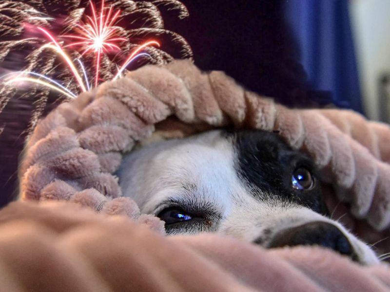 How To Calm Down A Dog: 19 Effective Ways &Amp; Tips Must-Try 20 How To Calm Down A Hyper Dog