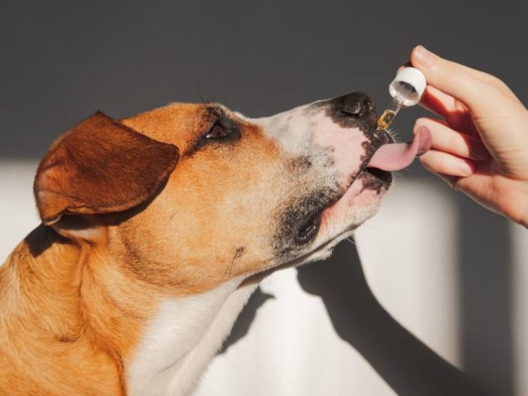 How To Calm Down A Dog 19 Effective Ways & Tips MustTry