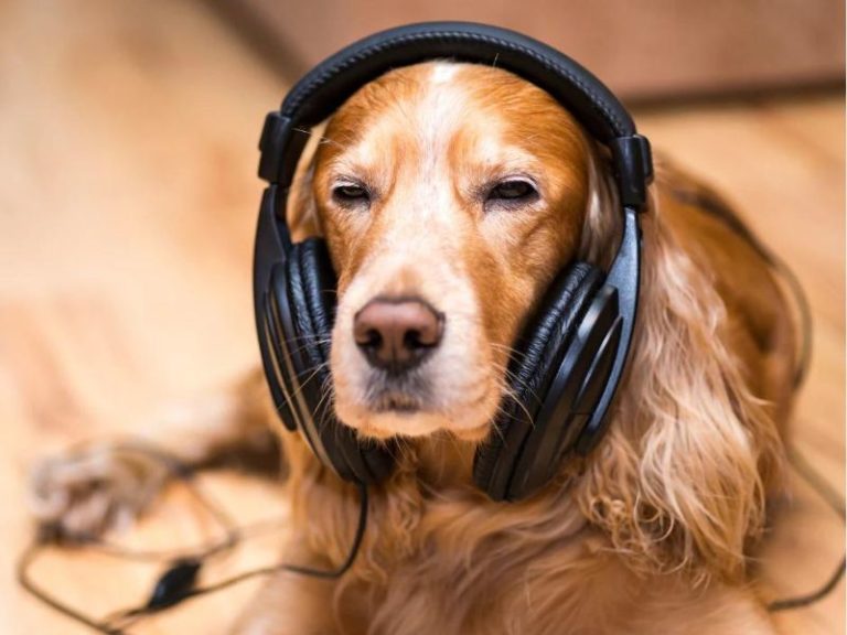 How To Calm Down A Dog 19 Effective Ways & Tips MustTry