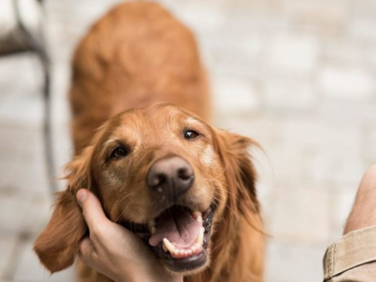 How To Calm Down A Dog 19 Effective Ways & Tips MustTry