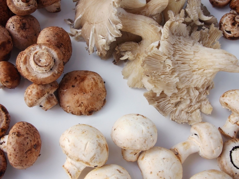 15 Toxic Foods For Birds: Keep Your Feathered Friends Safe 24 Mushrooms - Toxic Foods For Birds