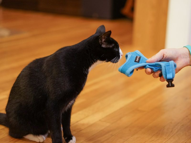 how to harness train a kitten