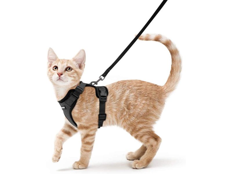 how to train a cat to walk on a leash