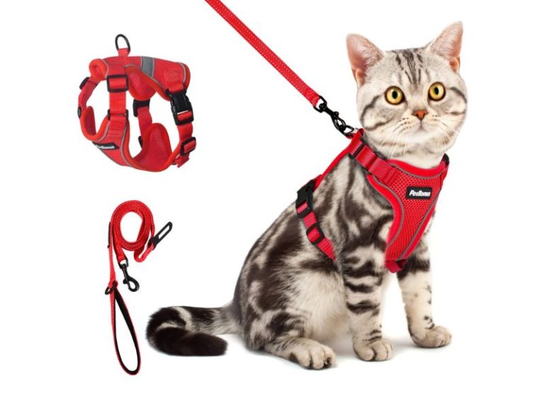 How To Leash Train A Cat In 5 Brilliant And Detailed Steps?