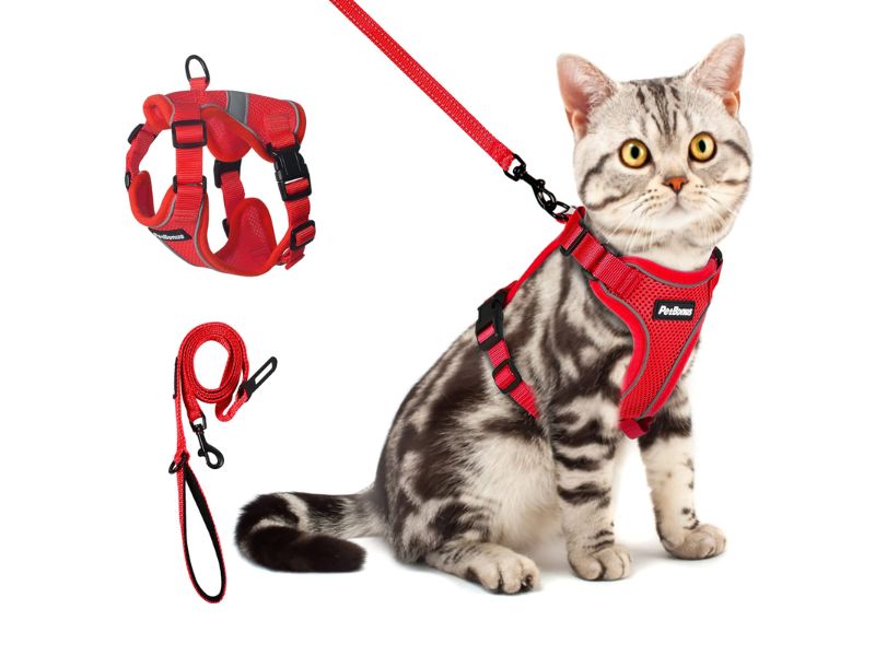 how to leash train a cat