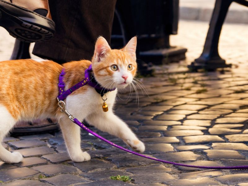 Get fun on cat harness training