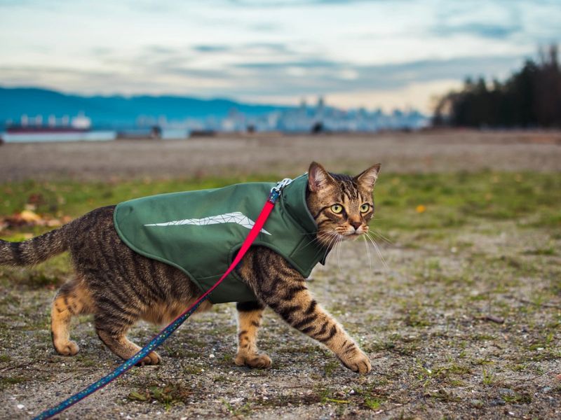 how to train a cat to walk on a leash