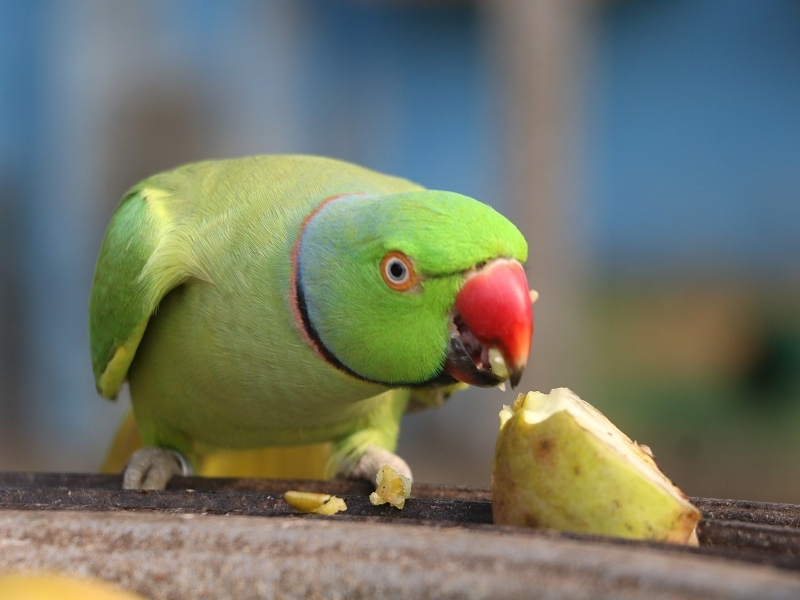 15 Safe Fruits For Birds: Feeding Your Pet A Balanced Diet 16 Can Birds Eat Apples
