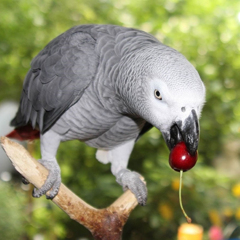 15 Safe Fruits For Birds: Feeding Your Pet A Balanced Diet 18 Can Birds Eat Cherries