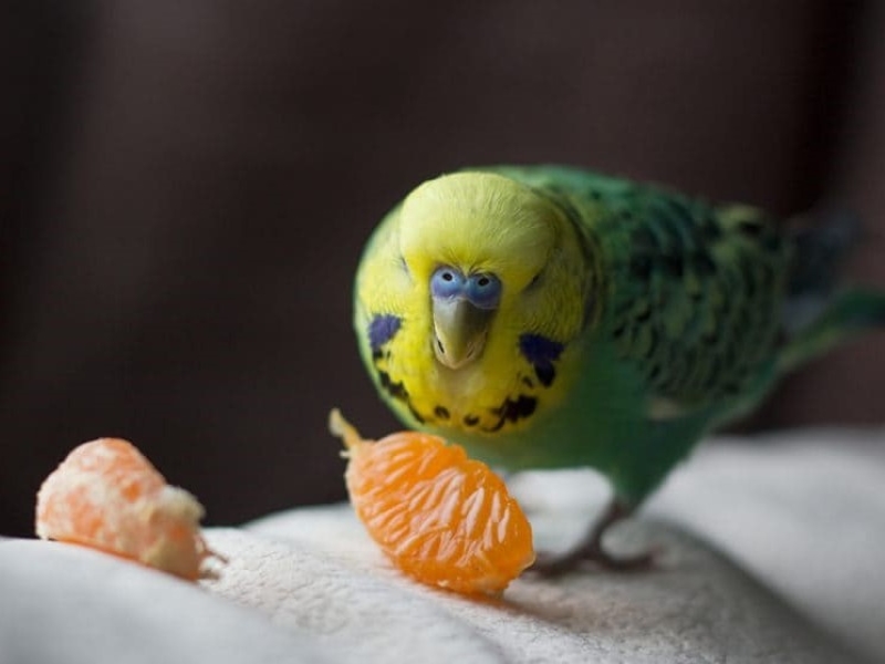 15 Safe Fruits For Birds: Feeding Your Pet A Balanced Diet 19 Can Parrots Eat Oranges