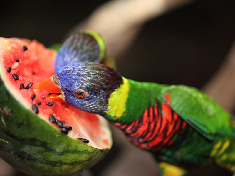 15 Safe Fruits For Birds: Feeding Your Pet A Balanced Diet 22 Can Parrots Eat Watermelons