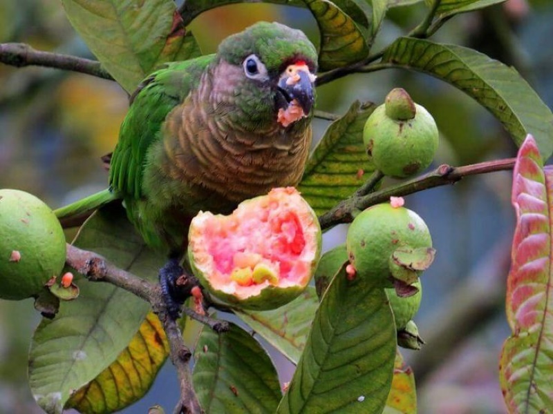 15 Safe Fruits For Birds: Feeding Your Pet A Balanced Diet 23 Can Birds Eat Guava