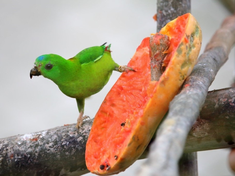 15 Safe Fruits For Birds: Feeding Your Pet A Balanced Diet 24 Can Birds Eat Papaya