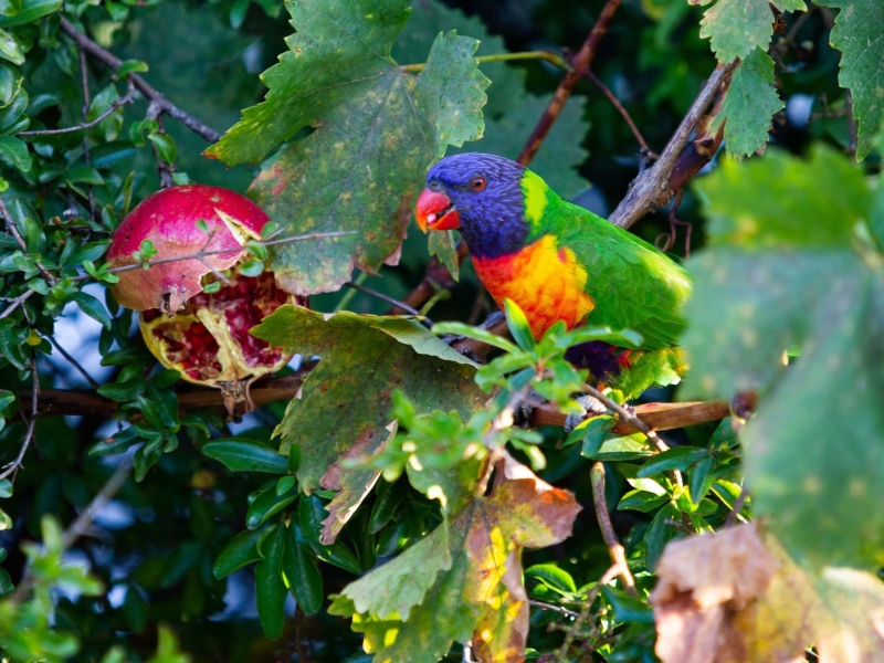 15 Safe Fruits For Birds: Feeding Your Pet A Balanced Diet 26 Canvas Personalized Beautiful You Fly Wall Art Decor