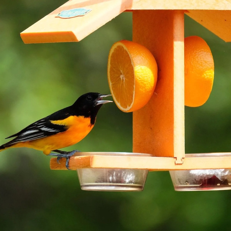 15 Safe Fruits For Birds: Feeding Your Pet A Balanced Diet