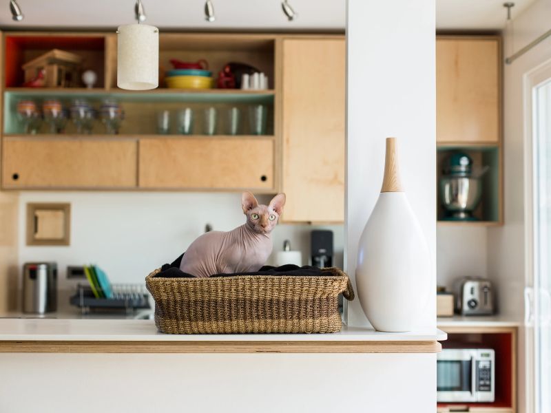 How To Train A Cat To Stay Off Counters With The 6 Easiest Methods? 25 How To Train A Cat To Stay Off Counters