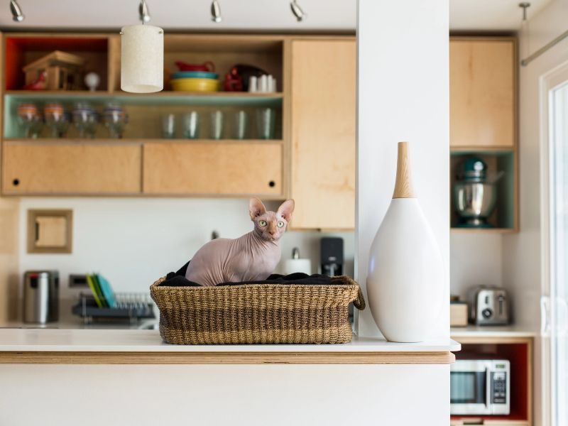 how to train a cat to stay off counters