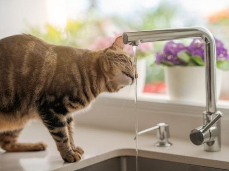 How To Train A Cat To Stay Off Counters? 6 Easiest Methods