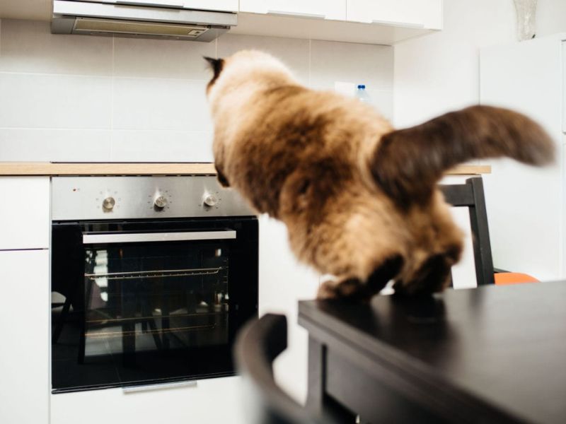 how to train a cat to stay off counters