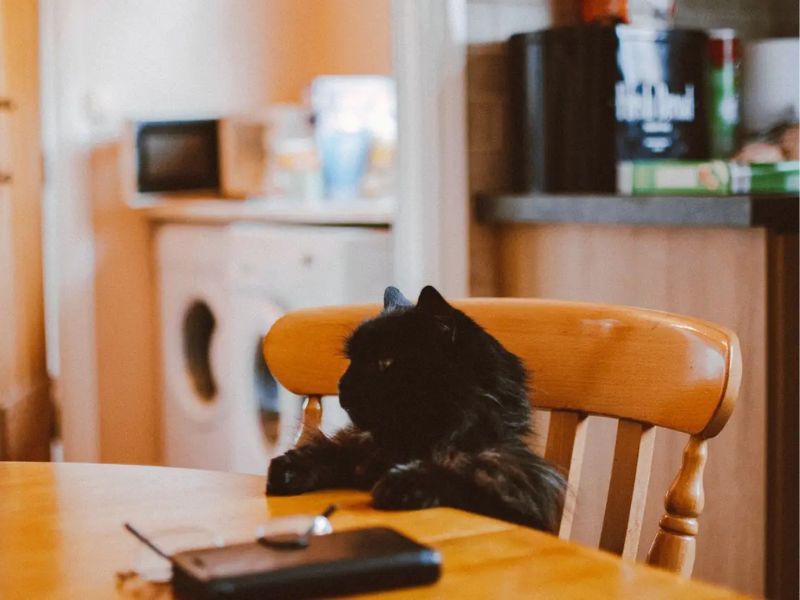 How to train a cat to stay off outlet the table